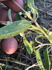 Croton texensis texensis