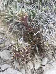 Castilleja salsuginosa