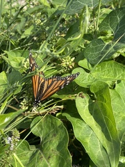 Danaus plexippus