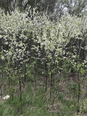 Prunus rivularis