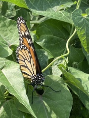 Danaus plexippus