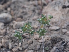 Ipomopsis polycladon