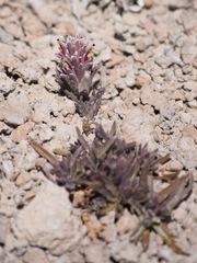 Castilleja salsuginosa