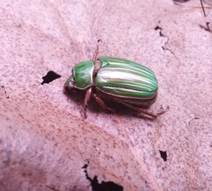 Chrysina adelaida