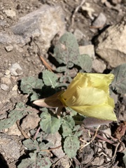 Oenothera xylocarpa