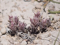 Castilleja salsuginosa