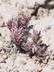 Castilleja salsuginosa