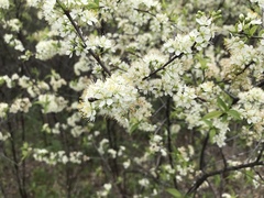Prunus rivularis