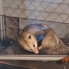 Didelphis virginiana