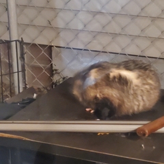 Didelphis virginiana