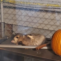 Didelphis virginiana