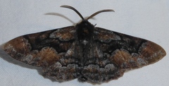 Phaeoura mexicanaria