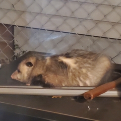 Didelphis virginiana