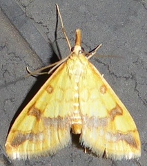 Choristostigma plumbosignalis