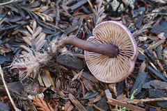 Pseudobaeospora deckeri image