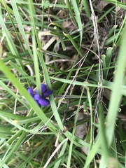 Muscari neglectum