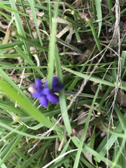 Muscari neglectum