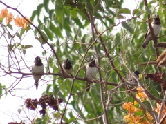 Spermestes cucullata