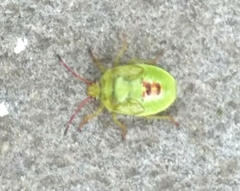 Elasmostethus interstinctus