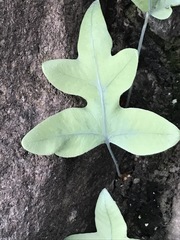 Phlebodium pseudoaureum