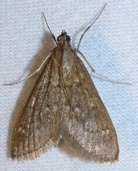 Mecyna mustelinalis