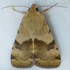 Heliothis phloxiphaga