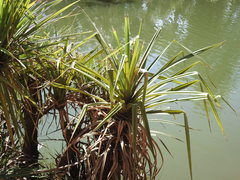 Pandanus aquaticus