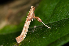 Caloptilia hemidactylella