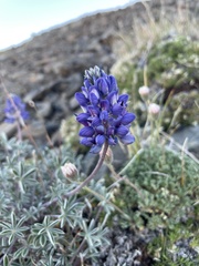Lupinus lepidus lobbii