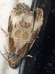 Olethreutes connectum