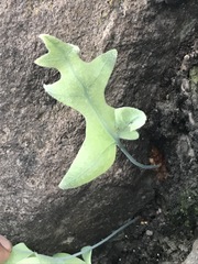 Phlebodium pseudoaureum