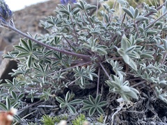 Lupinus lepidus lobbii