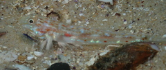 Nesogobius