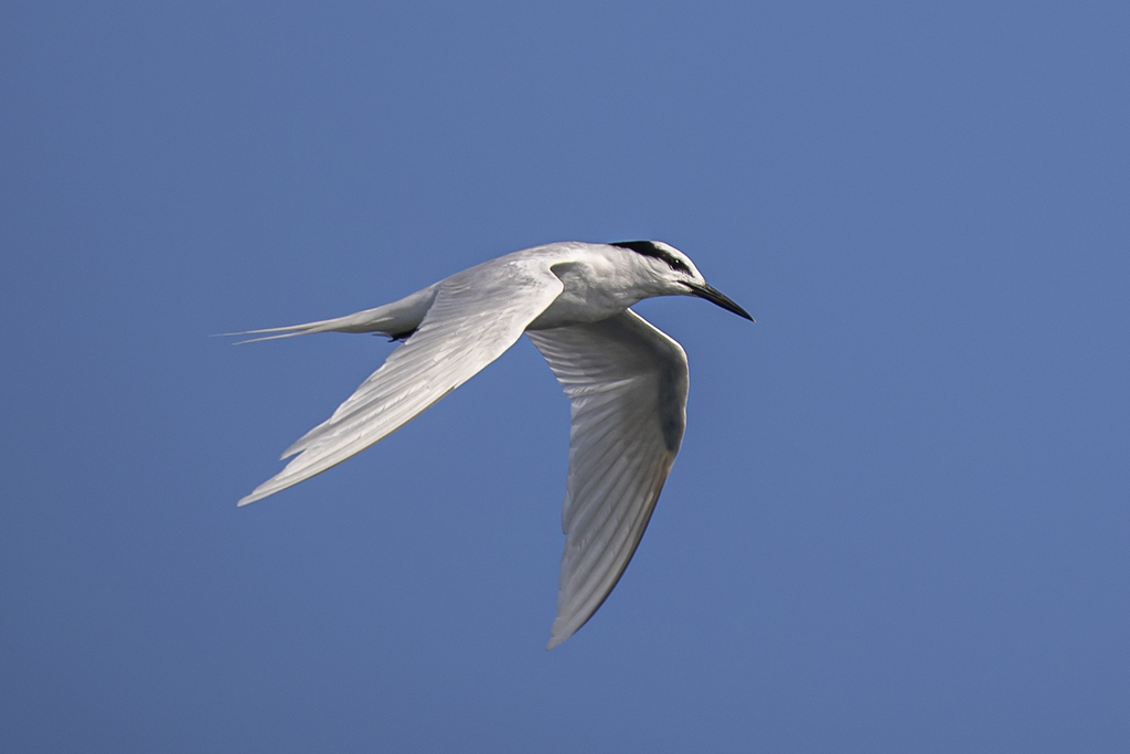 Black-naped Tern photo