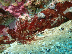 Heteroclinus roseus