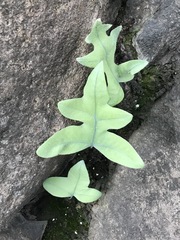 Phlebodium pseudoaureum