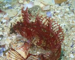 Heteroclinus roseus