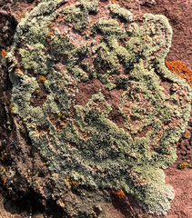 Lecanora argopholis