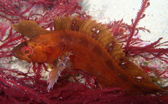 Heteroclinus roseus