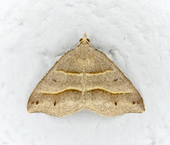 Macaria lorquinaria
