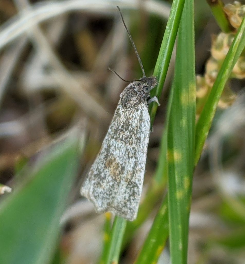 Hystrichophora asphodelana