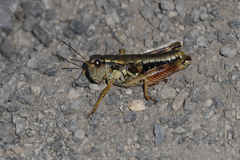 Buckellacris chilcotinae