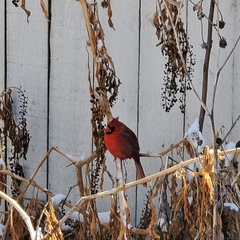 Cardinalis cardinalis