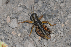 Buckellacris chilcotinae
