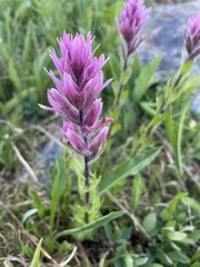 Castilleja parviflora olympica