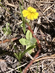 Erythranthe primuloides