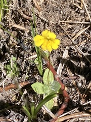 Erythranthe primuloides