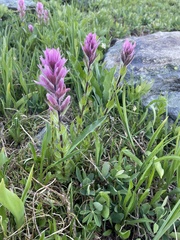 Castilleja parviflora olympica
