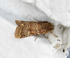 Pseudorthodes irrorata