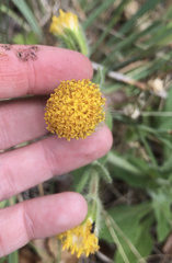 Arnica discoidea